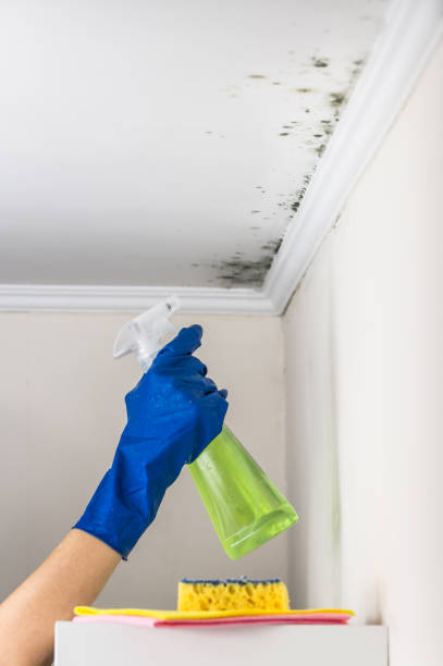 Best Preventive Mold Services in Thompsonville, CT